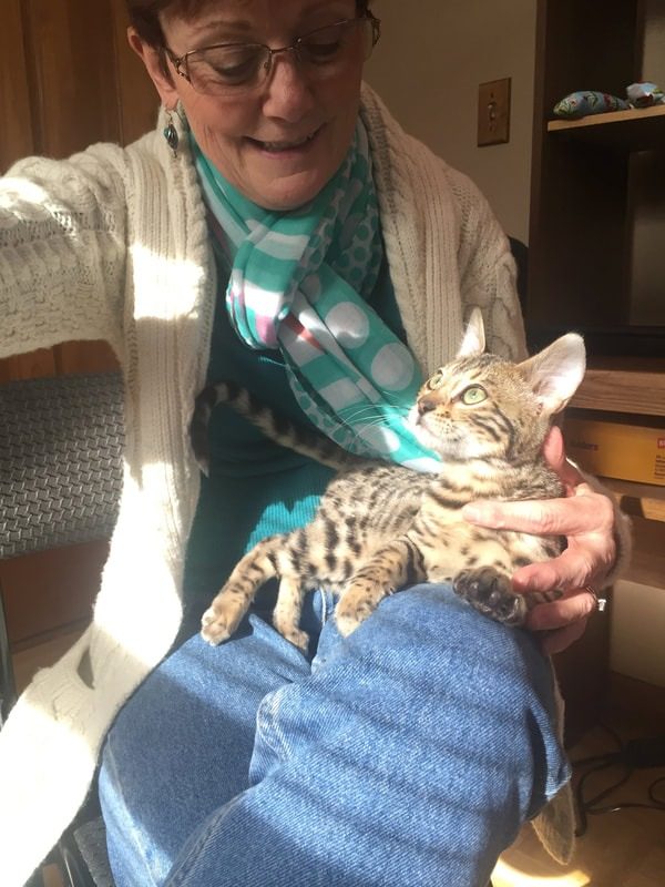 An owner in a blue sweater holding her spotted Bengal