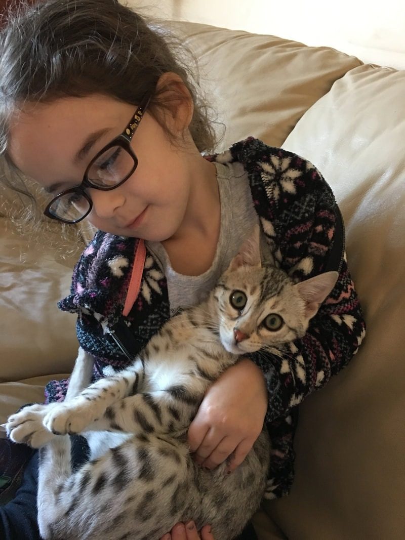 A girl with glasses cradling two Bengal cats in her arms