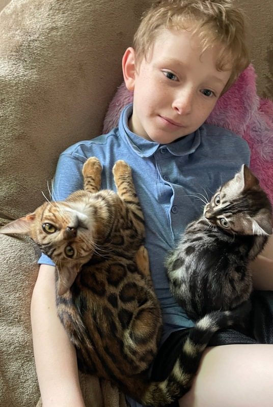 A boy holding up his long, affectionate Bengal cat