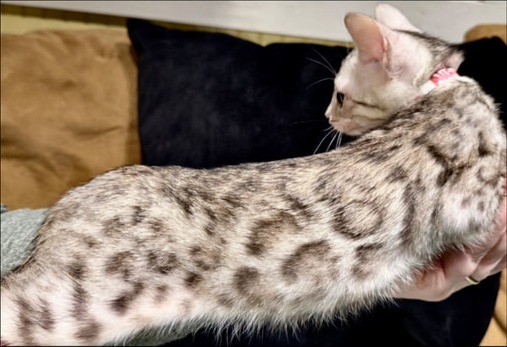 Aurora, silver Bengal female kitten