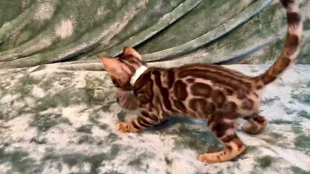 Banh Mi, brown Bengal male kitten