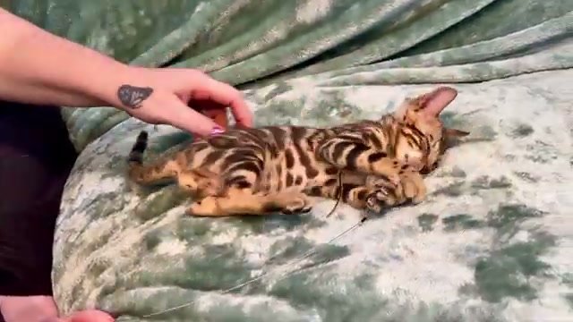 Banh Mi, brown Bengal male kitten photo 3