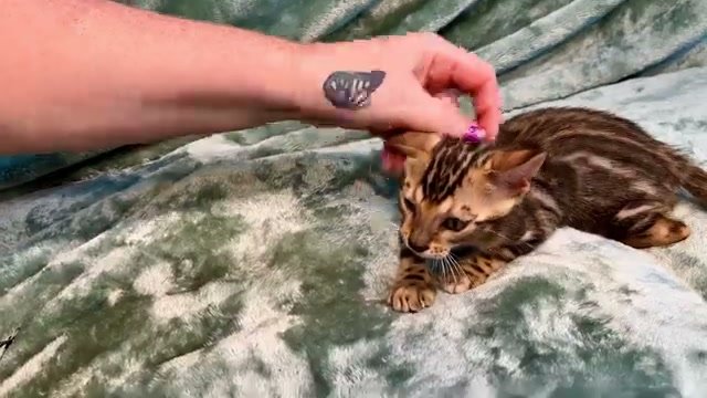 Banh Mi, brown Bengal male kitten photo 4