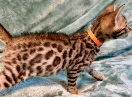 A glittered brown rosetted Bengal kitten