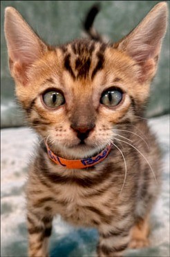 Basil, brown Bengal male kitten photo 3