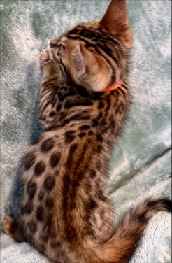 Basil, brown Bengal male kitten photo 4