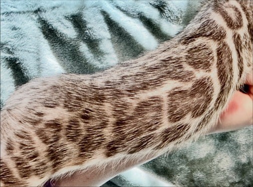 Blaze, silver Bengal male kitten