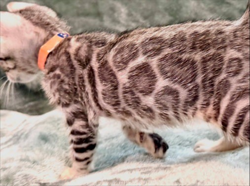 Blaze, silver Bengal male kitten photo 3
