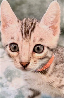 Blaze, silver Bengal male kitten photo 4