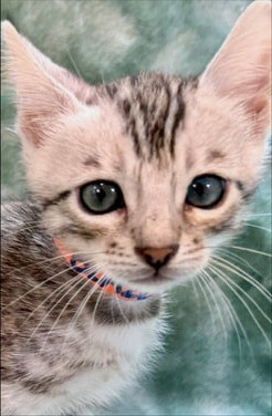 Blaze, silver Bengal male kitten photo 5