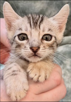 Blaze, silver Bengal male kitten photo 6
