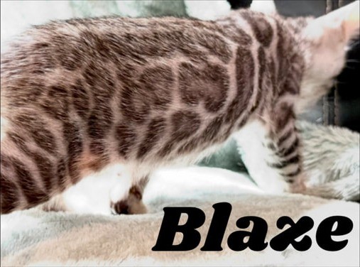 Blaze, silver Bengal male kitten photo 8