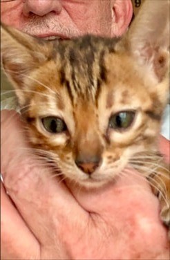 Britches, brown Bengal male kitten photo 3