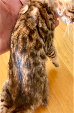 Britches, brown Bengal male kitten photo 4