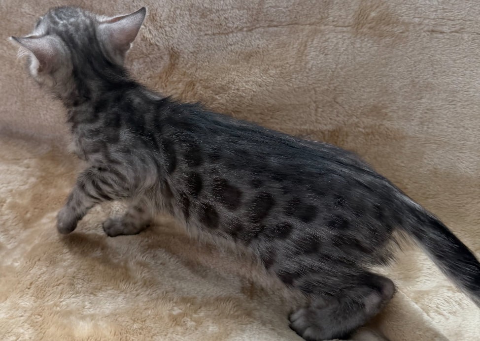Buttercup, silver Bengal female kitten