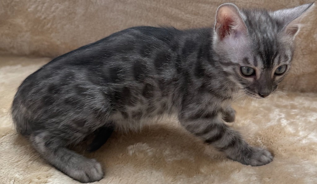 Buttercup, silver Bengal female kitten photo 4