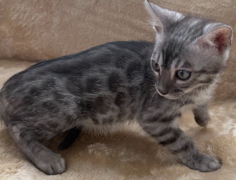 Buttercup, silver Bengal female kitten photo 5