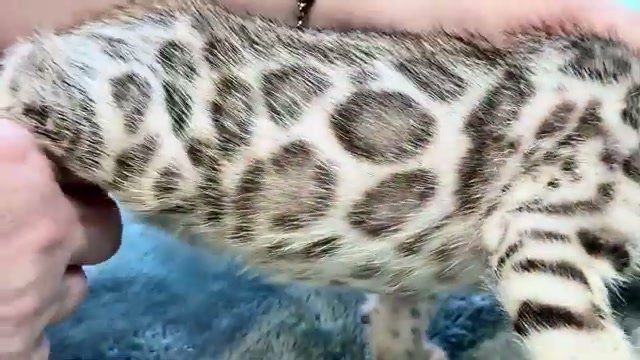 Coal, silver Bengal male kitten photo 3