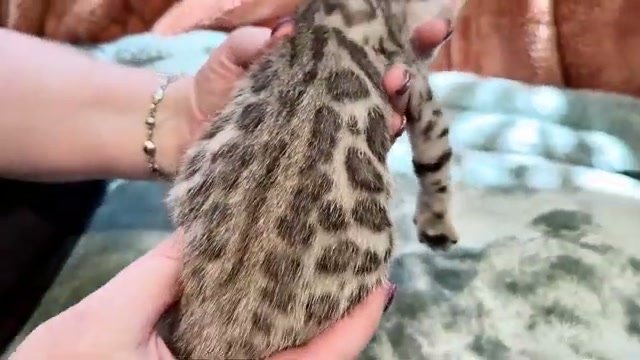 Coal, silver Bengal male kitten photo 4