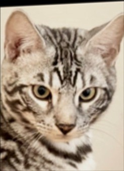 George, charcoal silver Bengal male kitten