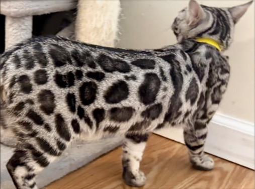 George, charcoal silver Bengal male kitten photo 3
