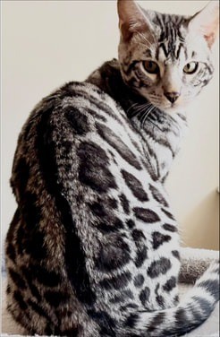 George, charcoal silver Bengal male kitten photo 4