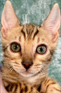 Hazel, brown Bengal female kitten
