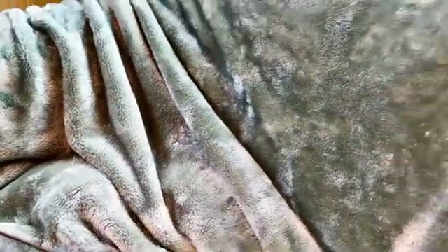 Jack, brown Bengal male kitten