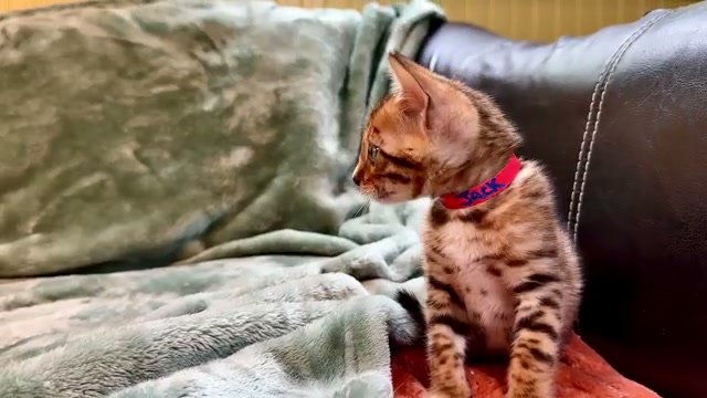 Jack, brown Bengal male kitten photo 3