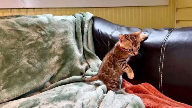 Jack, brown Bengal male kitten photo 4
