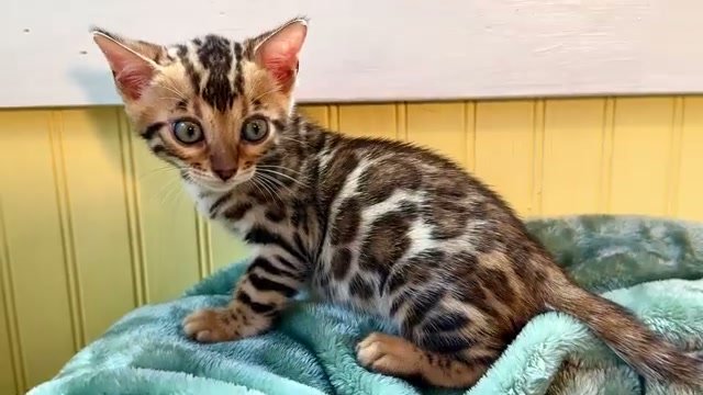 Jill, brown Bengal female kitten