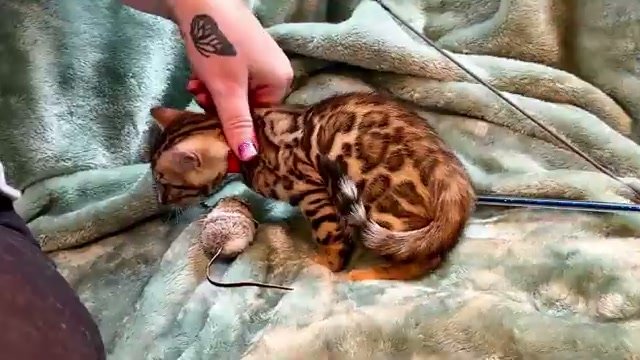 Jill, brown Bengal female kitten photo 3