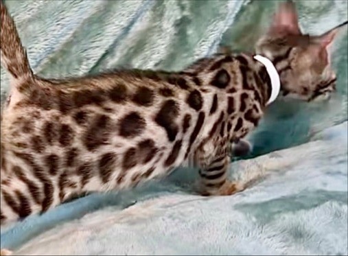 Kimchi, brown Bengal female kitten