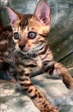 Kimchi, brown Bengal female kitten photo 4