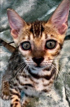 Kimchi, brown Bengal female kitten photo 5