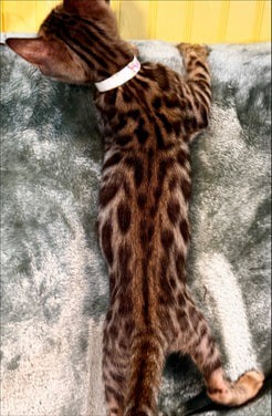 Kimchi, brown Bengal female kitten photo 6