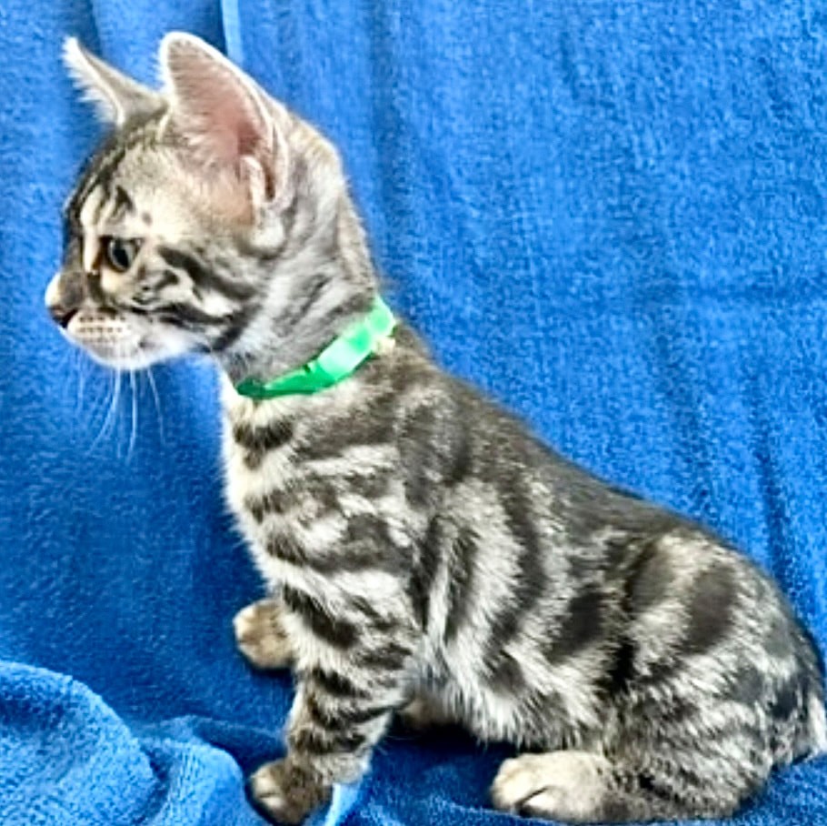 Kramer, charcoal silver Bengal male kitten