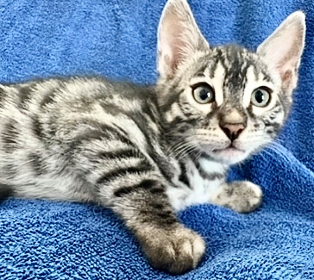 Kramer, charcoal silver Bengal male kitten photo 10
