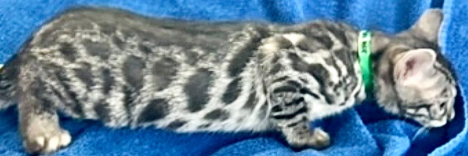 Kramer, charcoal silver Bengal male kitten photo 11