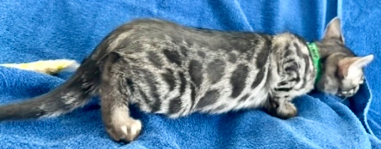 Kramer, charcoal silver Bengal male kitten photo 12