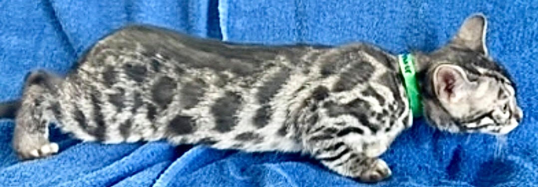 Kramer, charcoal silver Bengal male kitten photo 13