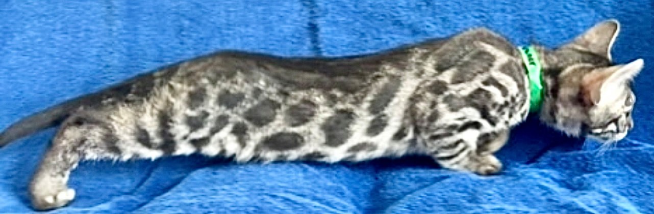 Kramer, charcoal silver Bengal male kitten photo 14