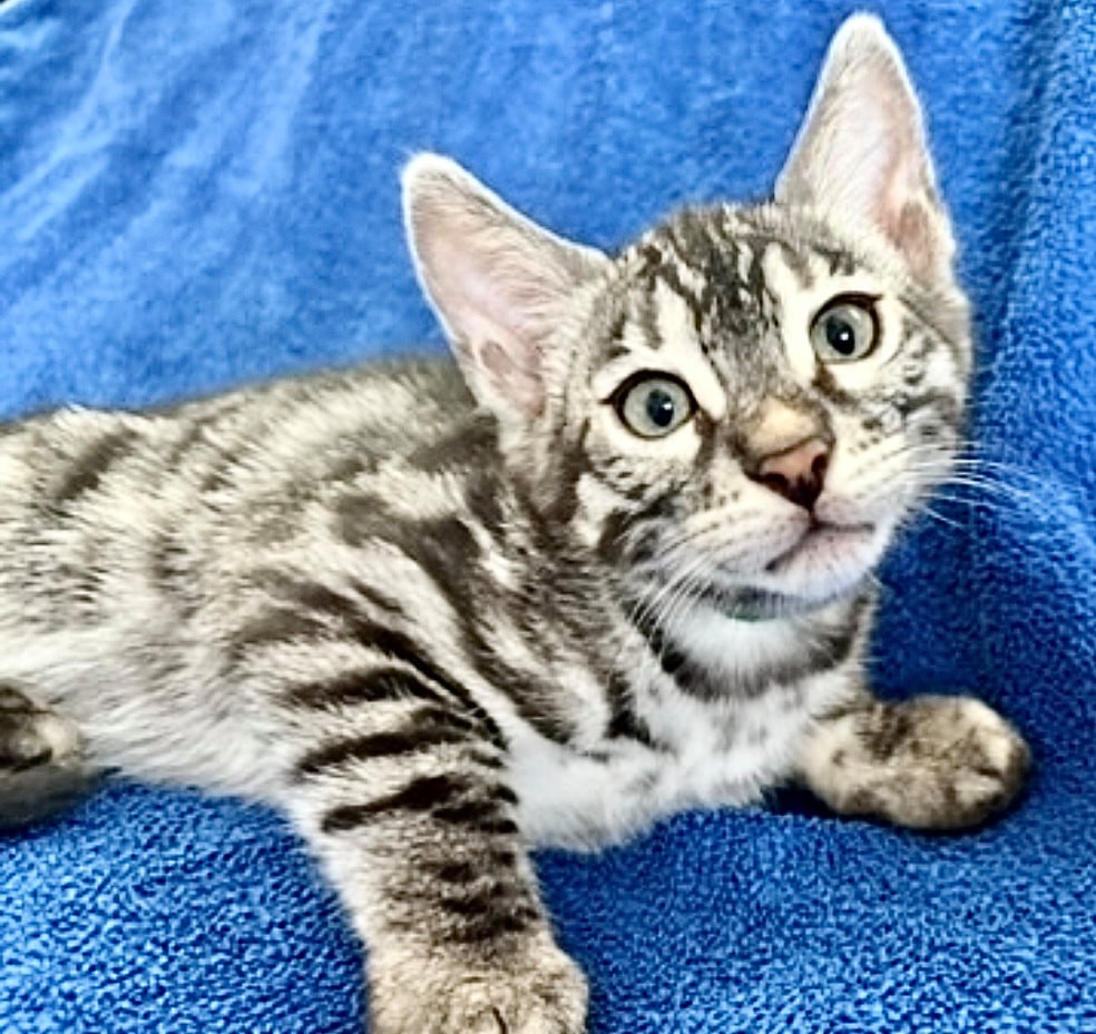 Kramer, charcoal silver Bengal male kitten photo 15