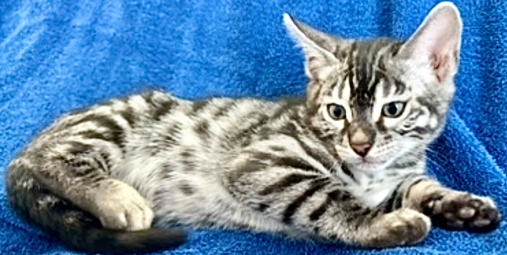 Kramer, charcoal silver Bengal male kitten photo 16