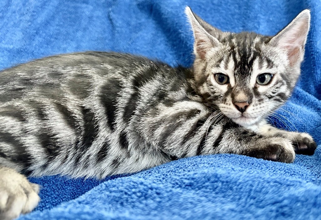Kramer, charcoal silver Bengal male kitten photo 3