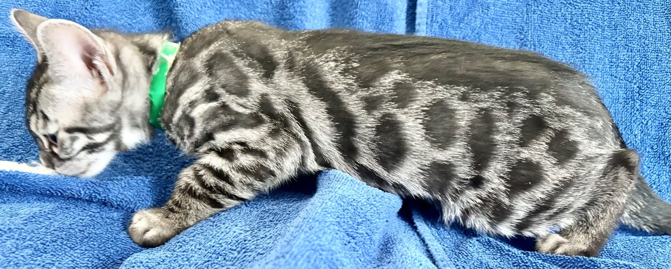 Kramer, charcoal silver Bengal male kitten photo 4