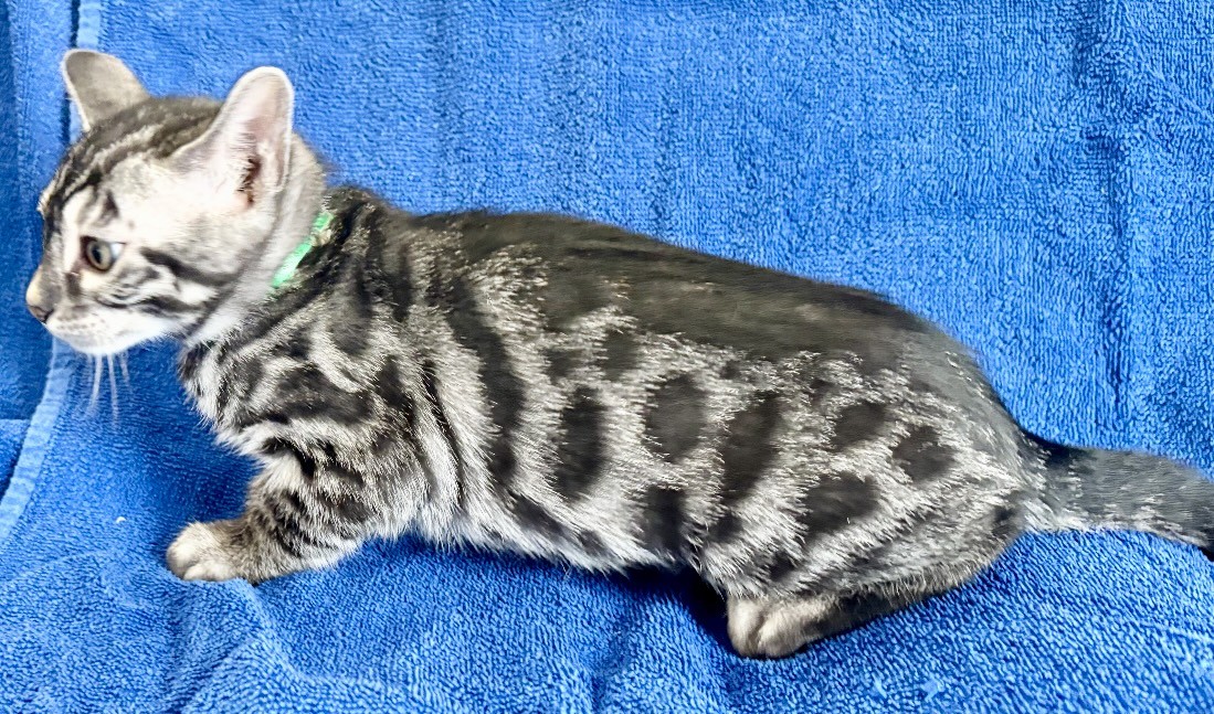 Kramer, charcoal silver Bengal male kitten photo 5