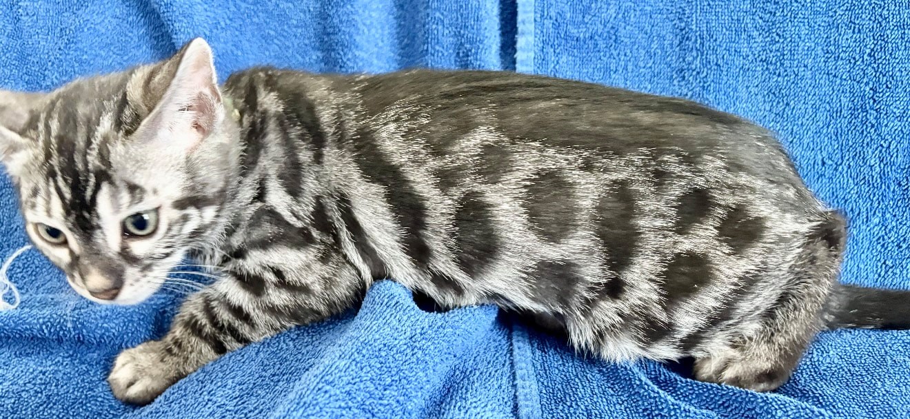 Kramer, charcoal silver Bengal male kitten photo 6