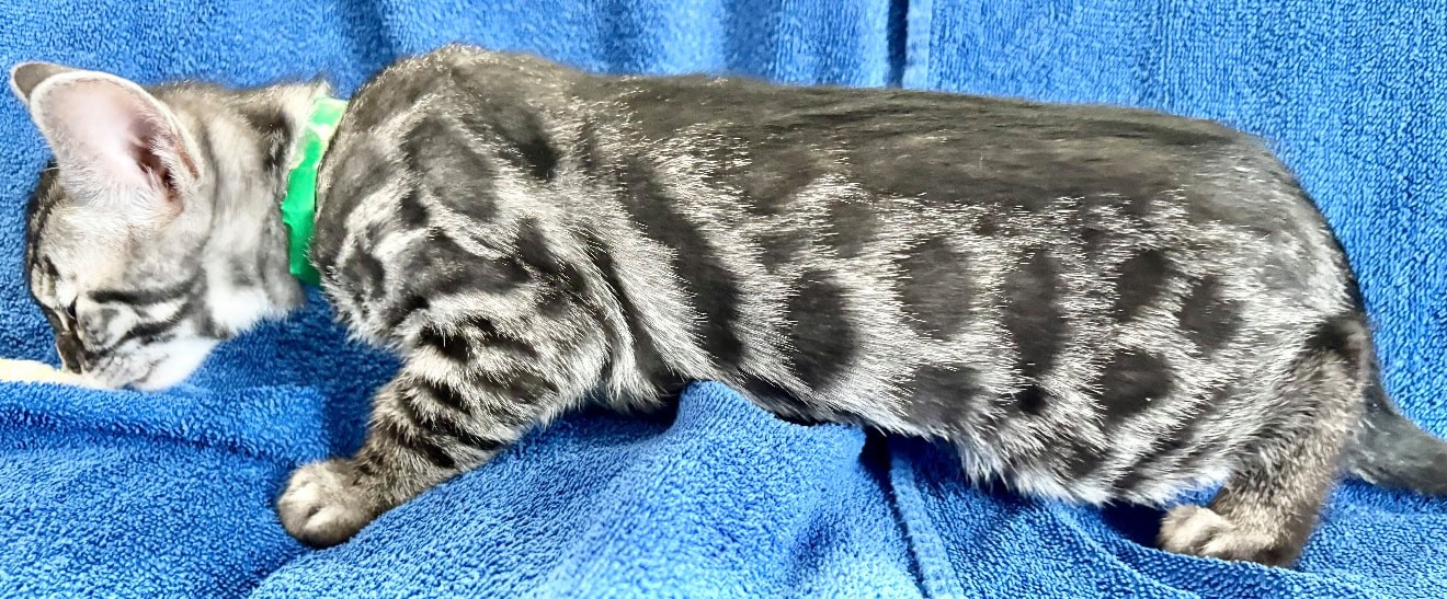 Kramer, charcoal silver Bengal male kitten photo 7