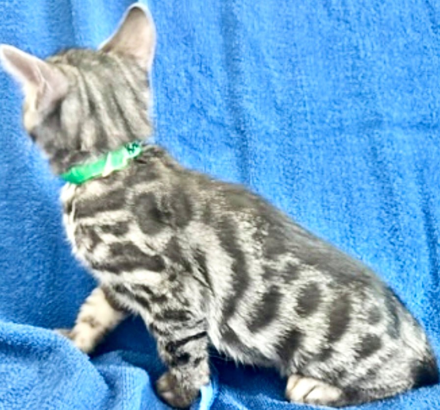 Kramer, charcoal silver Bengal male kitten photo 8